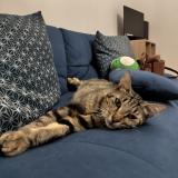 Picture of cat lost at Vay