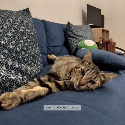 Photo 1/1 Yuna Chat lost in Vay