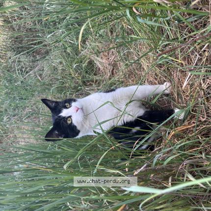 Photo 1/1 Ulysse Chat lost in Saint corneille