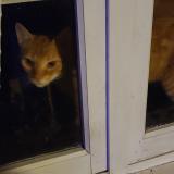 Picture of cat found at Rignac