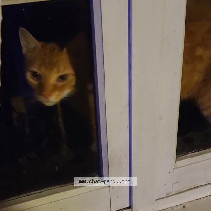 Photo 1/4 Found cat Found in Rignac