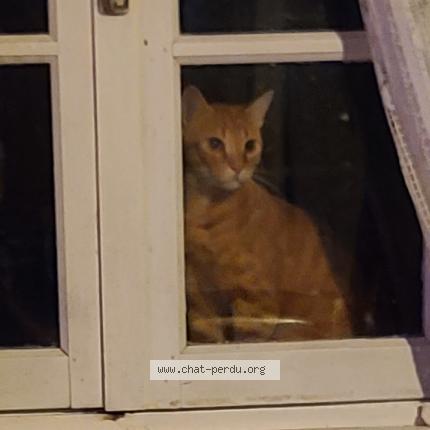 Photo 2/4 Found cat Found in Rignac