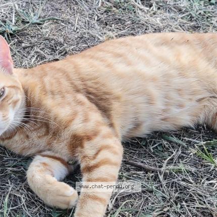 Photo 3/4 Found cat Found in Rignac