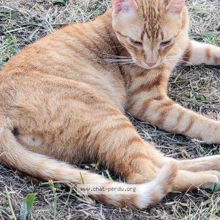 Photo 4/4 Found cat Found in Rignac