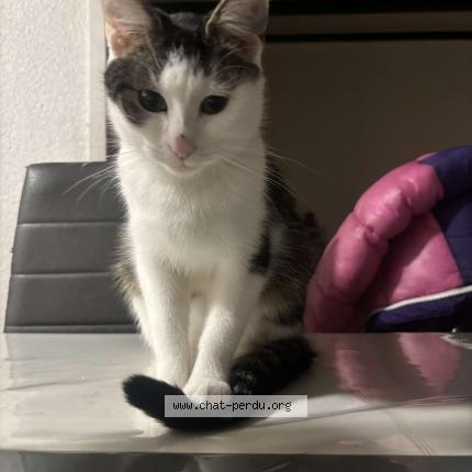 Photo 1/1 Siren Chat lost in Mulhouse