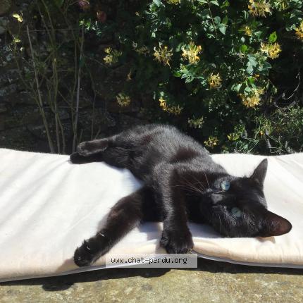 Photo 1/1 Masha Chat lost in Jobourg