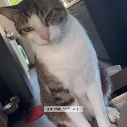 Photo 1/1 Pablo Chat lost in Seysses