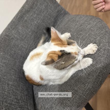 Photo 1/1 Found cat Found in Trappes