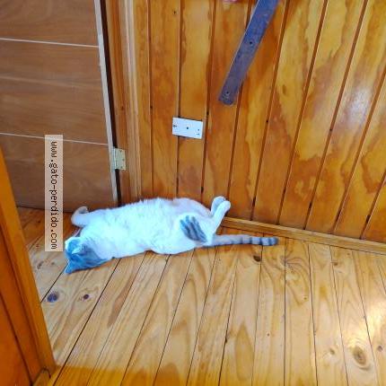 Photo 1/1 Enrique Chat lost in Santiago