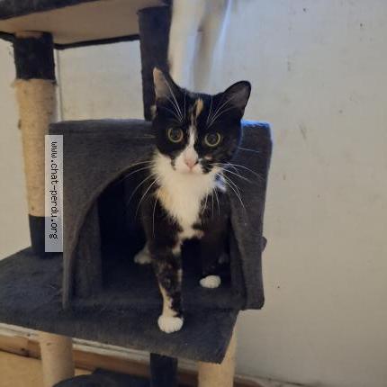 Photo 1/1 Found cat Found in Saint martin boulogne