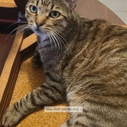 Photo 1/1 Romeo Chat lost in Mondonville