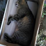 Picture of cat found at Argentiere