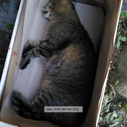 Photo 1/1 Found cat Found in Argentiere