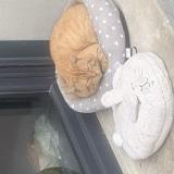 Picture of cat found at Ecrainville