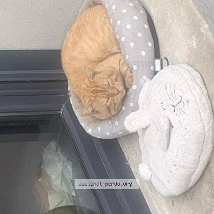 Photo 1/1 Found cat Found in Ecrainville