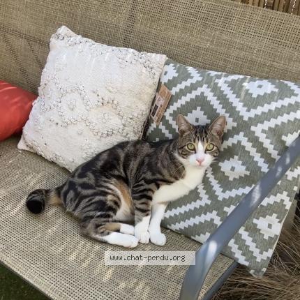 Photo 1/1 Volki Chat lost in Aytre