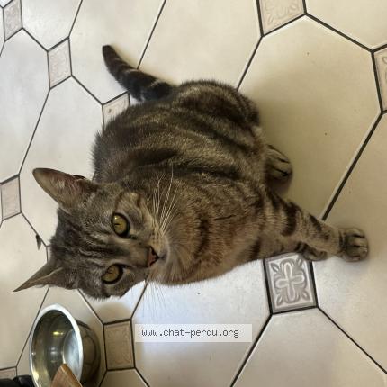 Photo 1/1 Mushu Chat lost in Saint fons