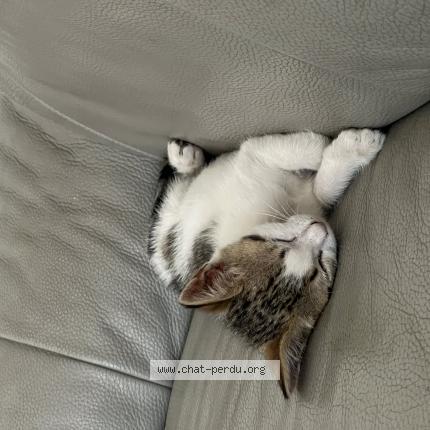 Photo 1/1 Qali Chat lost in Ales