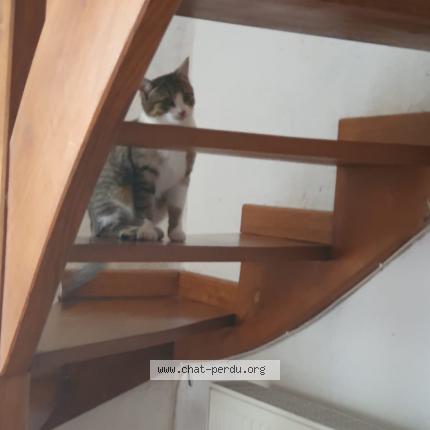 Photo 1/1 zounette Chat lost in Villandry