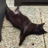 Picture of cat lost at St Paterne