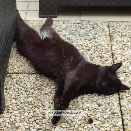 Photo 1/1 Pepite Chat lost in St paterne