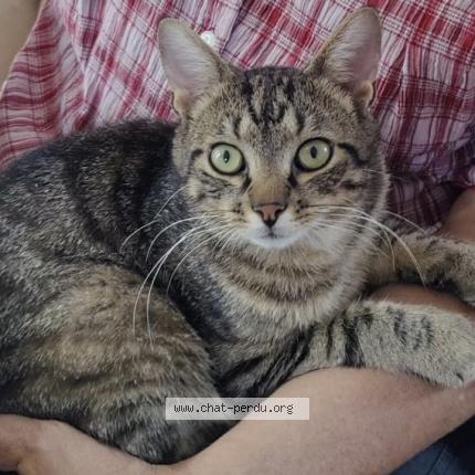 Photo 1/1 HOUSTON Chat lost in Montigny le bx