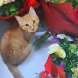 Picture of cat lost at Villemomble