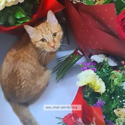 Photo 1/1 Thor Chat lost in Villemomble