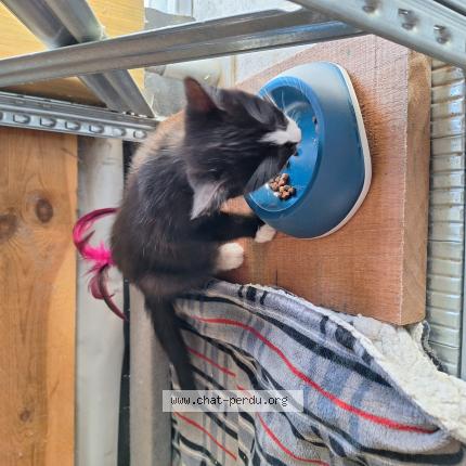 Photo 1/1 mickey Chat lost in Petit enghien