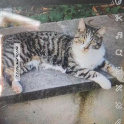 Photo 1/1 Lyly Chat lost in Anderlecht