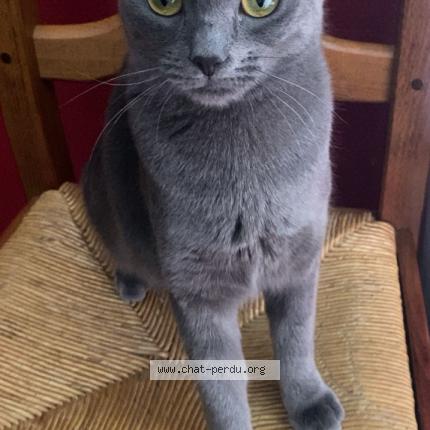 Photo 1/1 Bella Chat lost in Valenciennes