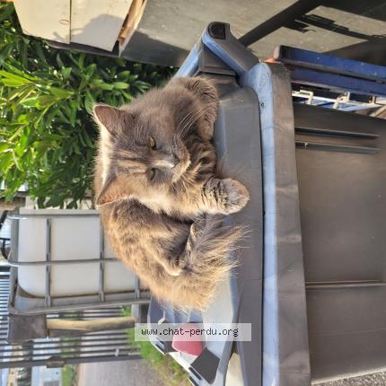 Photo 1/1 Sydney Chat lost in Ostheim