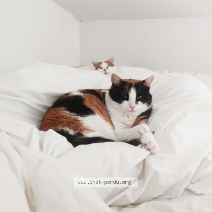 Photo 1/1 Pipa Chat lost in La rochelle