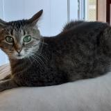 Picture of cat lost at Saint Aubin Le Monial