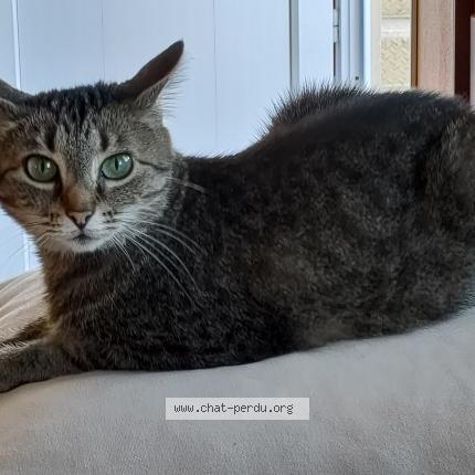 Photo 1/1 croquette Chat lost in Saint aubin le monial