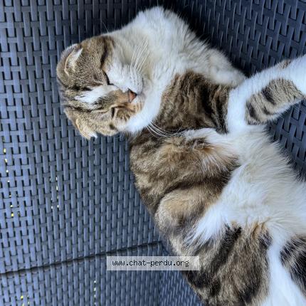 Photo 1/1 L&eacute;o Chat lost in Bordeaux