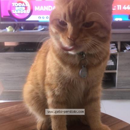 Photo 1/1 Pinti Chat lost in Buenos aires