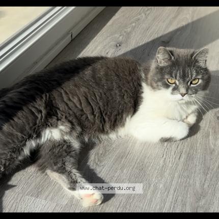 Photo 1/1 Rebelle Chat lost in Halluin