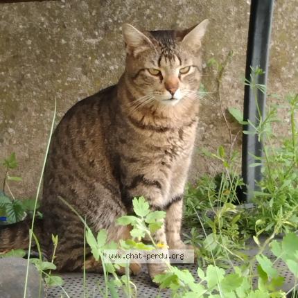 Photo 1/1 Newton Chat lost in Parce sur sarthe