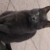 Picture of cat lost at Roumazieres Loubert