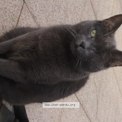 Photo 1/1 tigone Chat lost in Roumazieres loubert