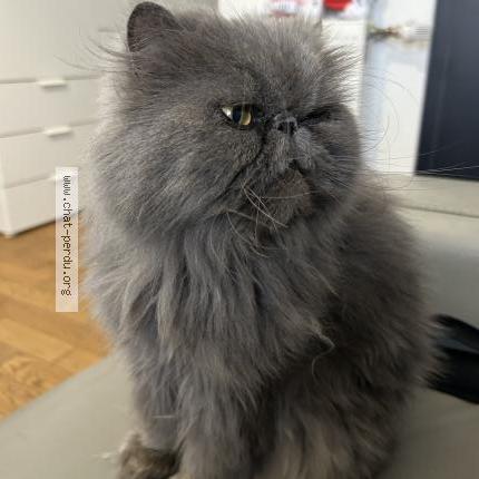 Photo 1/1 Chamallow Chat lost in Lanmeur