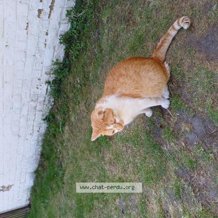 Foto van vermiste kat in Houdeng Goegnies
