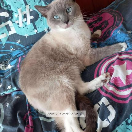 Photo 1/1 Blue Chat lost in Verneuil