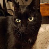 Picture of cat lost at Saint Leger Sous La Bussiere