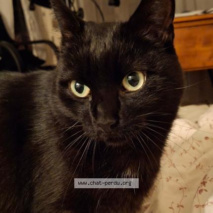 Photo 1/1 Iko Chat lost in Saint leger sous la bussiere