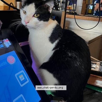 Photo 1/1 Bernard Chat lost in Paris