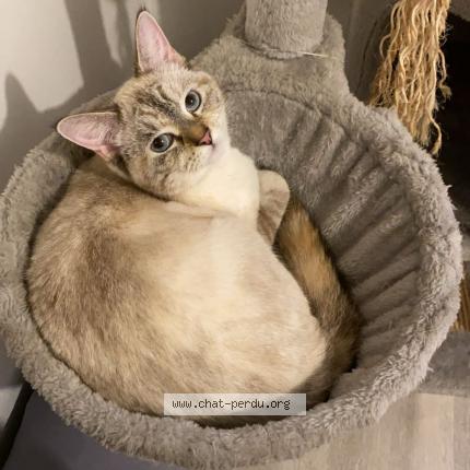 Photo 2/2 Moula Chat lost in Lillers