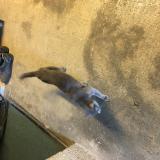 Picture of cat found at Les Noes Pres Troyes