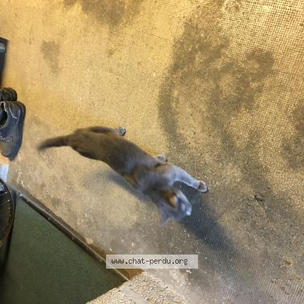 Photo 1/1 Found cat Found in Les noes pres troyes